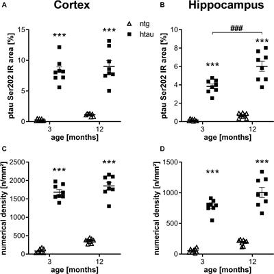 Constant Levels of Tau Phosphorylation in the Brain of htau Mice